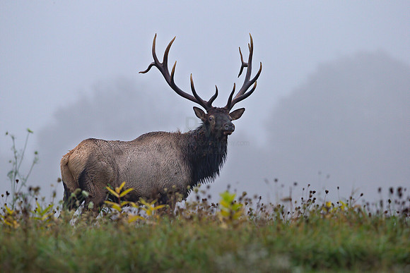Foggy Morning Elk