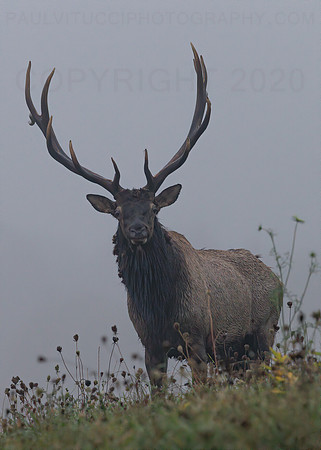 Bull Elk Pose