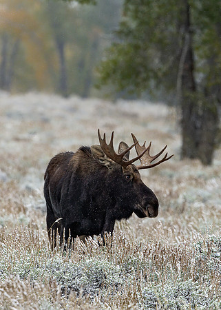 Moose and the First Snow.