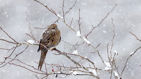 Mourning Dove