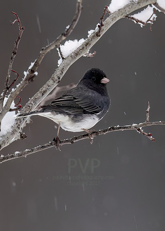 Dark-eyed Junco