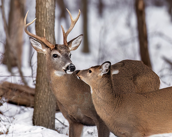 Whitetail Valentine