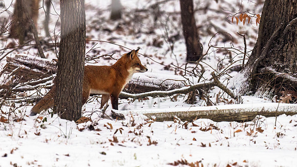 Red Fox (Vulpes vulpes)