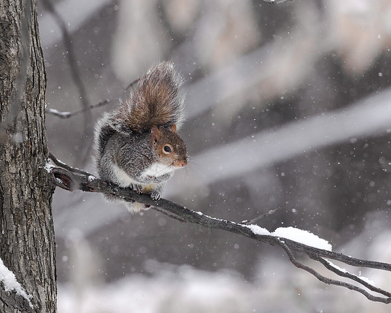 Weathering the Storm