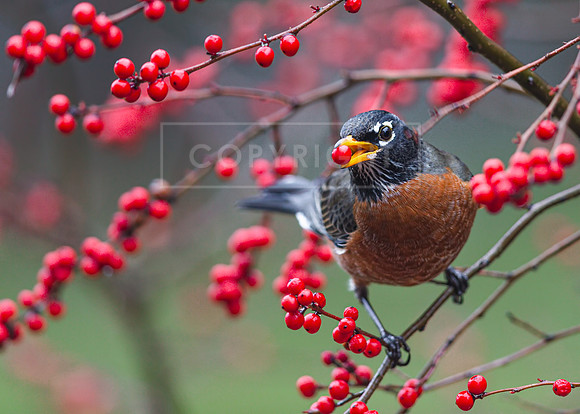 Winter Feast
