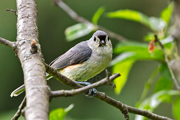 Tufted Titmouse (Parus bicolor)