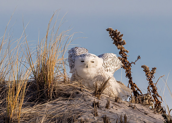 Hoot's There ?