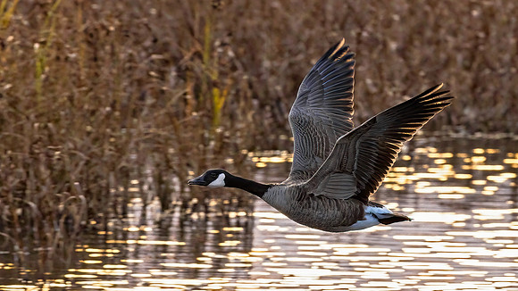 Fly By