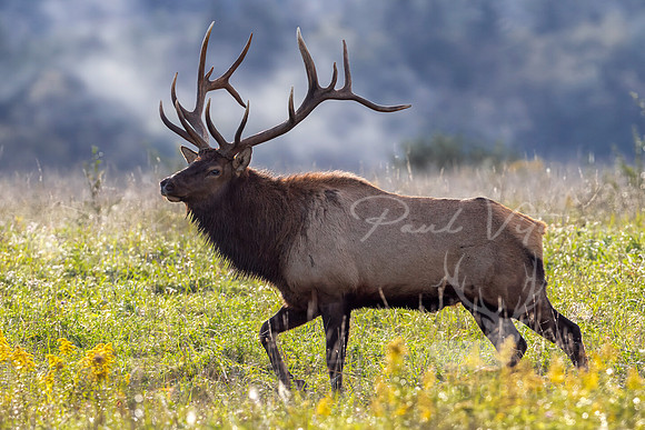 Imperial Elk