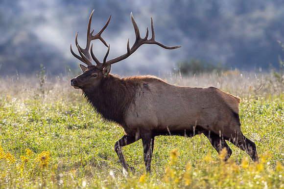 Imperial Elk