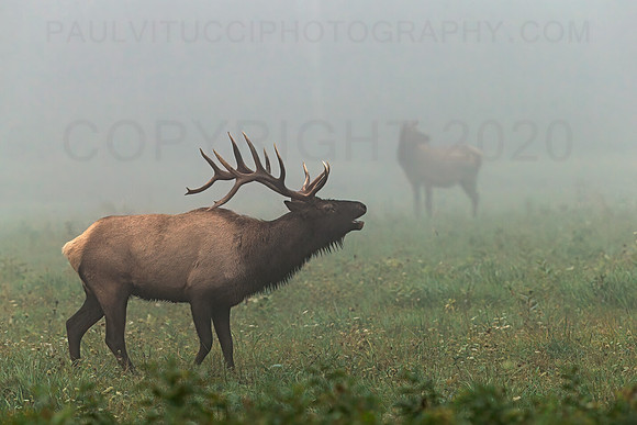 Foggy Morning Call