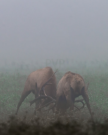 Battle