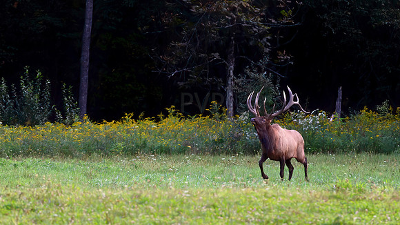 Elk Horn Express