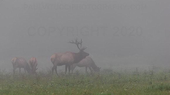 Foggy Meadow