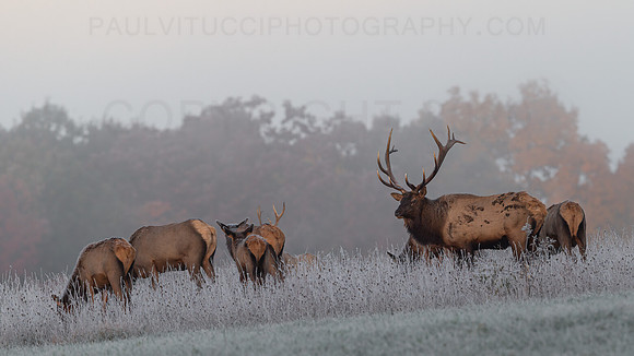 Elk Family Picnic