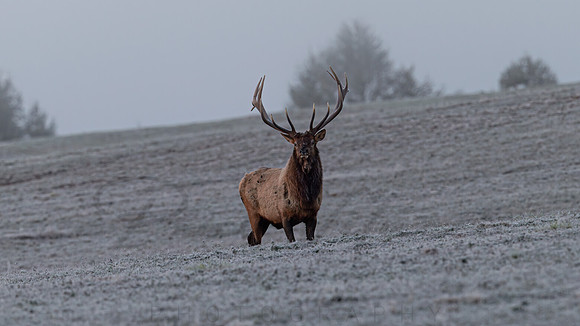 Wapiti