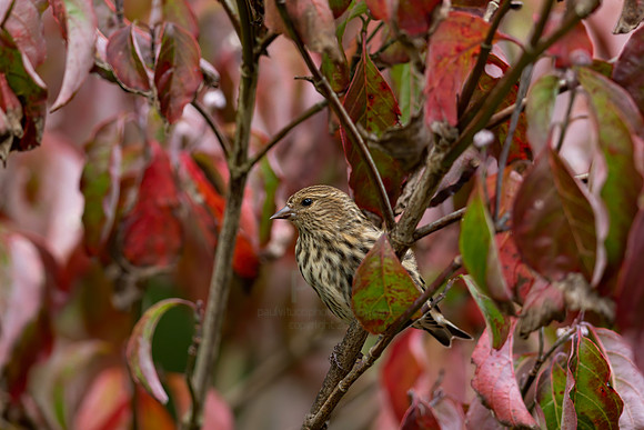 Pine Siskin
