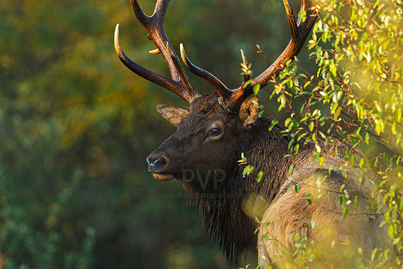 Bull Elk