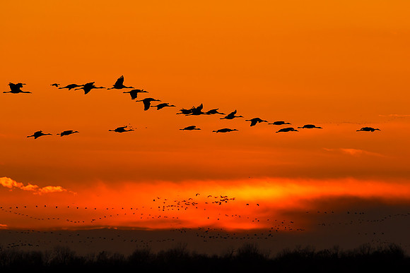 Sandhill Sunset