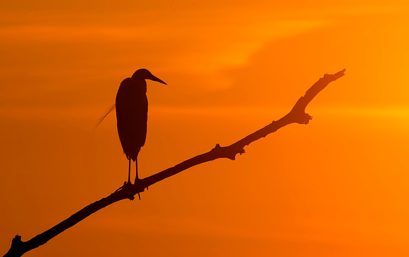 Morning Light