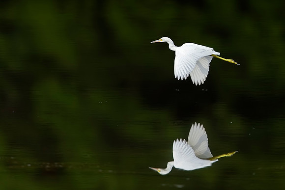 Reflection