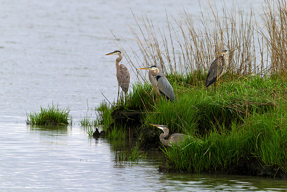 The Heron Clan