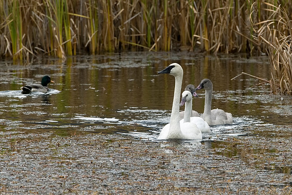 Family Outing