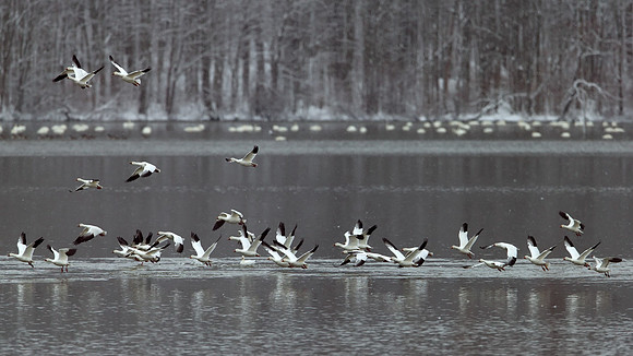 Snow Geese