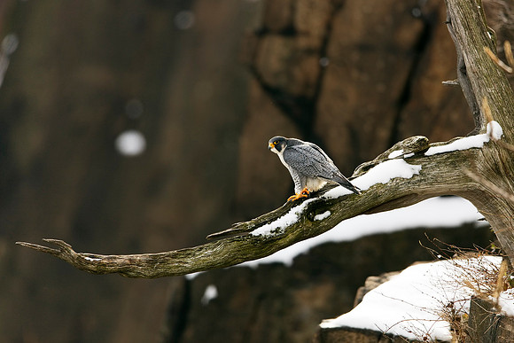 Peregrine Falcon II