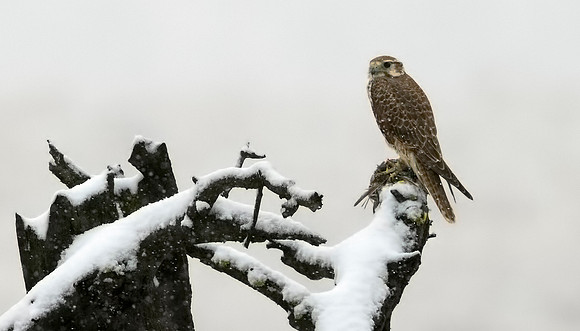 Prairie Falcon