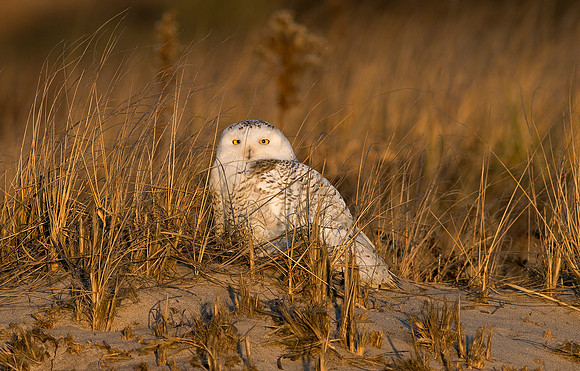 Wintering In The Hamptons