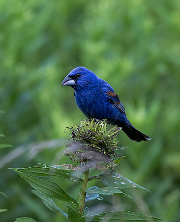 Blue Grosbeak 2