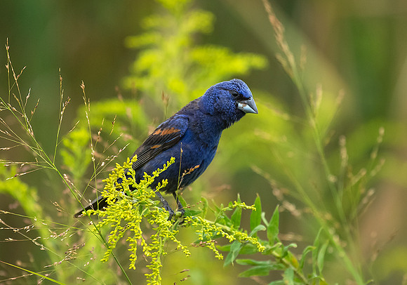 Blue Grosbeak