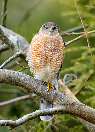 Cooper's Hawk (A Waiting Game)