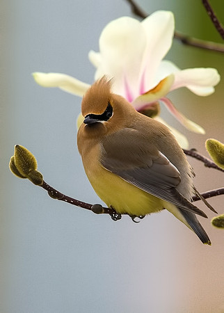 Cedar Waxwing