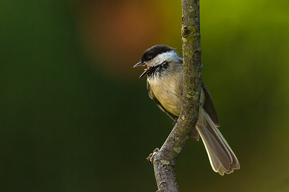 Evening Song