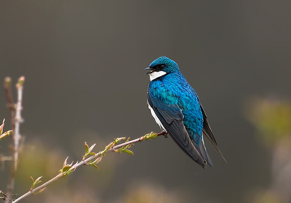 Tree Swallow