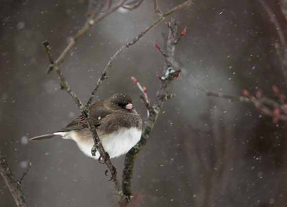 Snow Bird