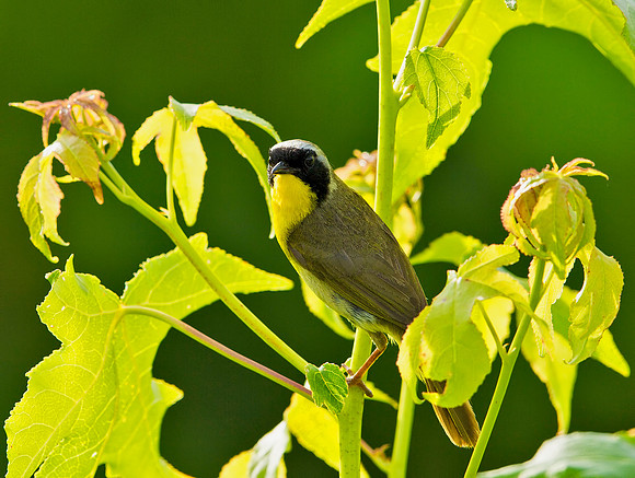 Common Yellowthroat