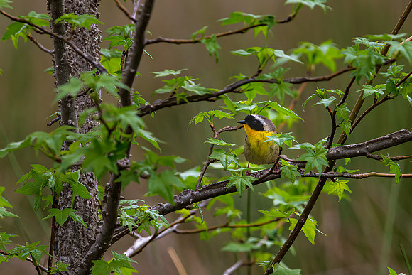 Common Yellow-throat