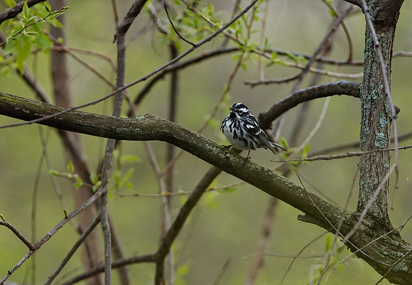 Black & White Warbler