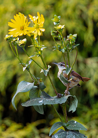 Carolina Wren