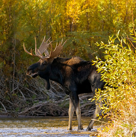 Gros Ventre Moose