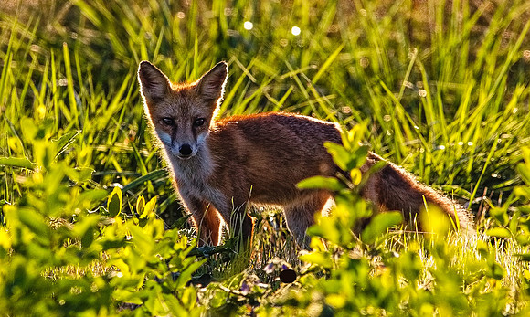 Fuzzy Fox
