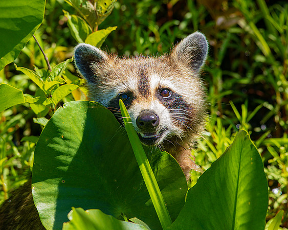 Peek-A-Boo