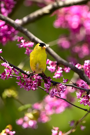 Golden Spring