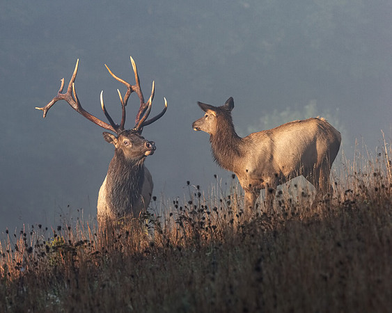 Morning Meeting