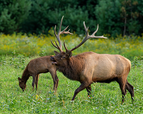 "Royal" Bull Elk
