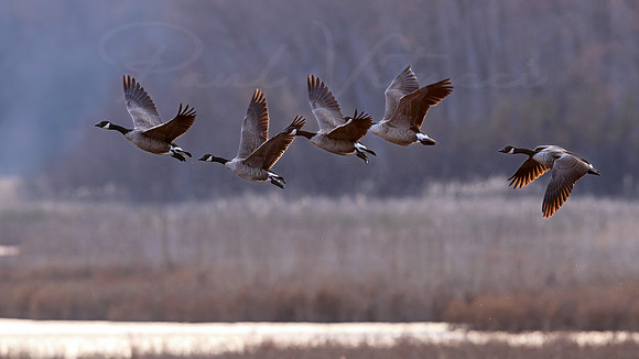 Canada Geese at Sunset