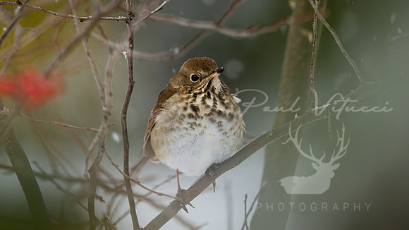 Hermit Thrush